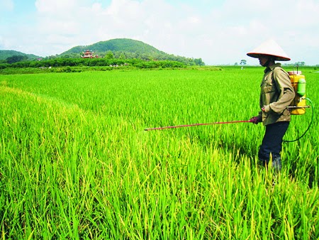 Xuất hiện bọ hung cánh cứng hại lúa